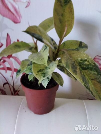 Фикус шривериана кустистый и хойя росита