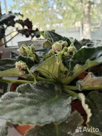 Фиалка мохровая бело-сереневая