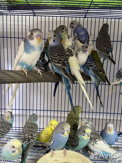 Волнистые попугаи в наличии