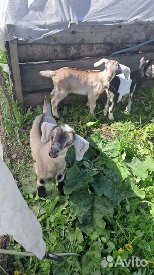 Нубийские коза козлята