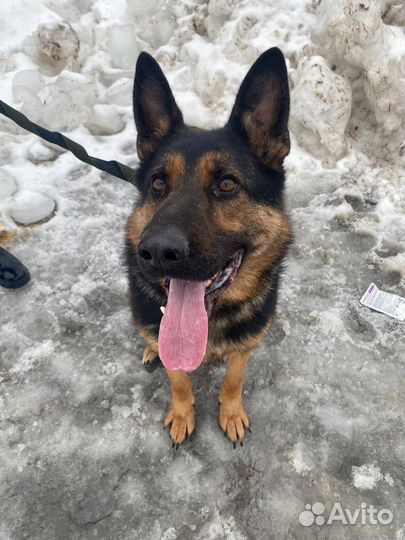 Немецкая овчарка в добрые руки