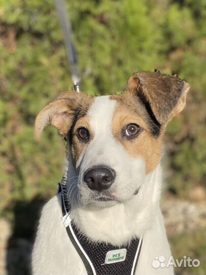 Щенок мальчик 4 мес