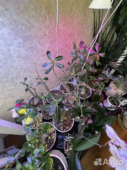 Большой выбор рассады цветов растений адениумы