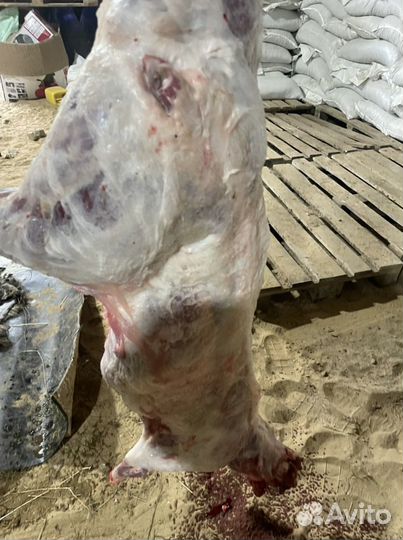 Овцы бараны ягнята