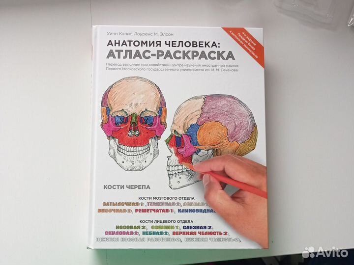 Анатомия человека: Атлас-раскраска. Уинн Кэпит