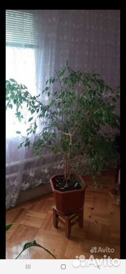 Бенджамина