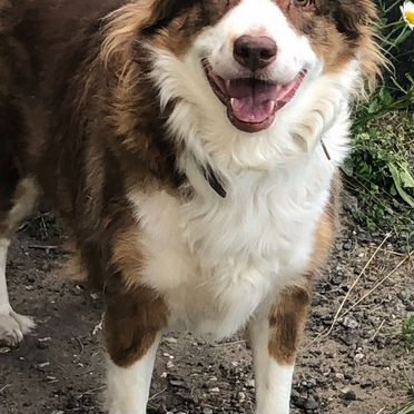 Австралийская овчарка, взрослая собака