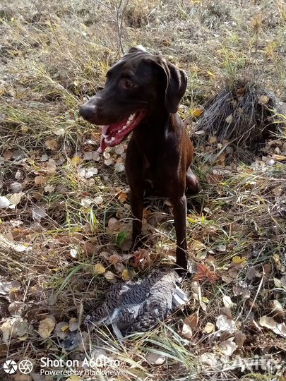 Курцхаар вязка