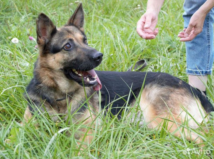 Метис овчарки Ляля в добрые руки