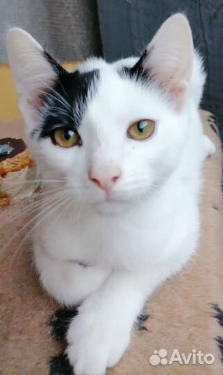 Котенок мальчик в добрые руки