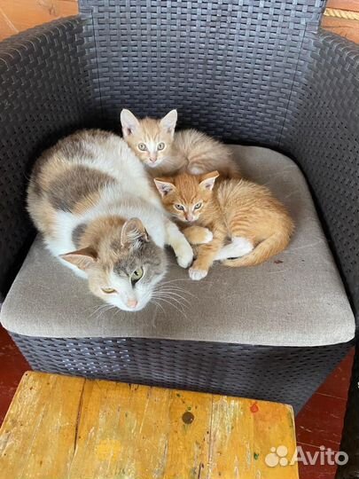 Котята отдам бесплатно