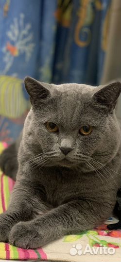 Вязка кота