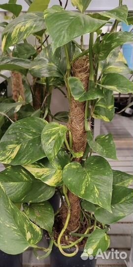 Эпипремнум (сциндапсус)