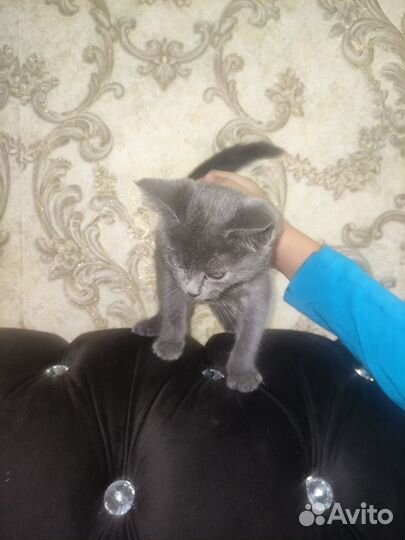 Кошка в дар бесплатно