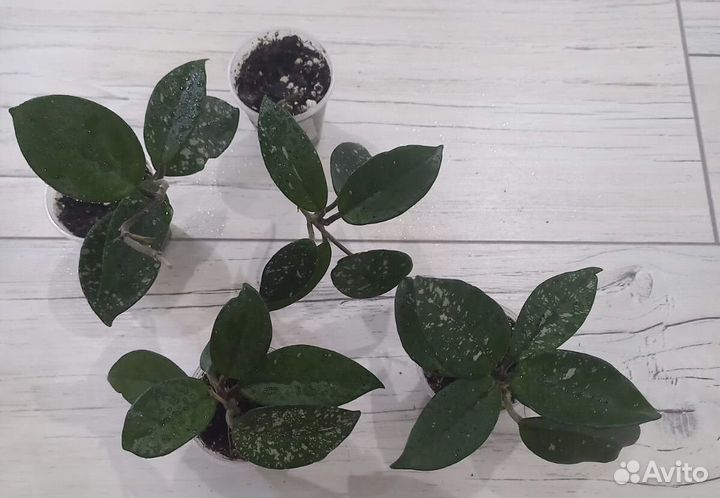 Хойя разные