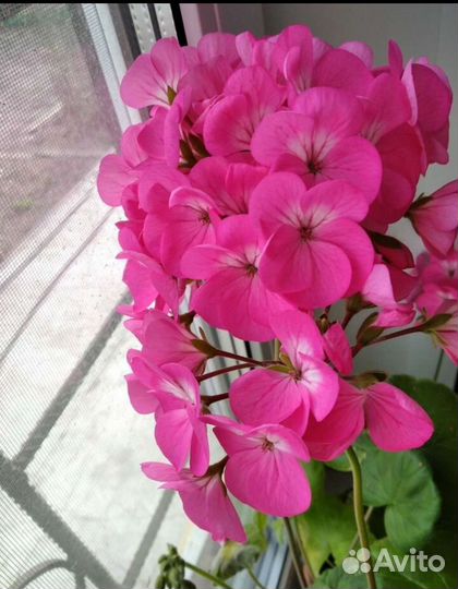 Пеларгония герань сортовая