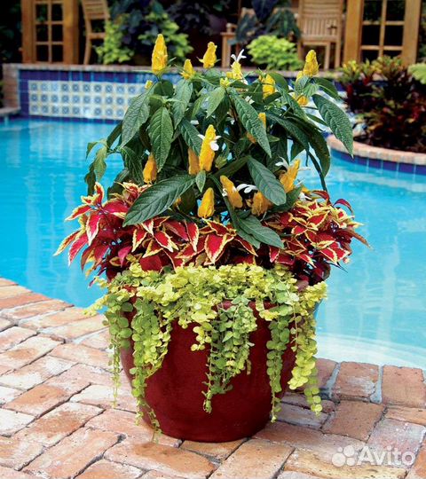 Растение Колеус для дома или сада