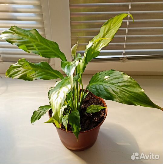 Кливия и Спатифиллум