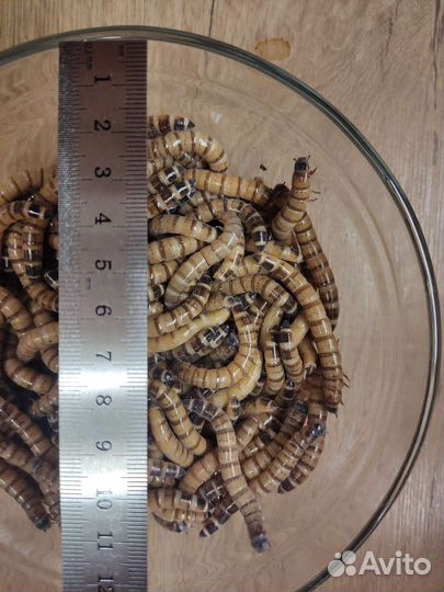 Зофобас (зоофобус, зоофобас ) живой, замороженый