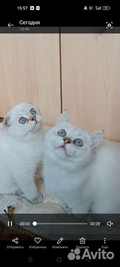 Голубоглазые котята