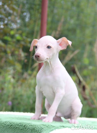 Американский голый терьер