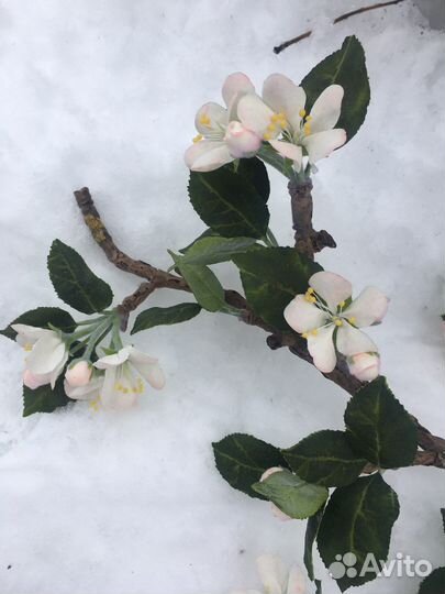 Для фотосессии ветка яблони