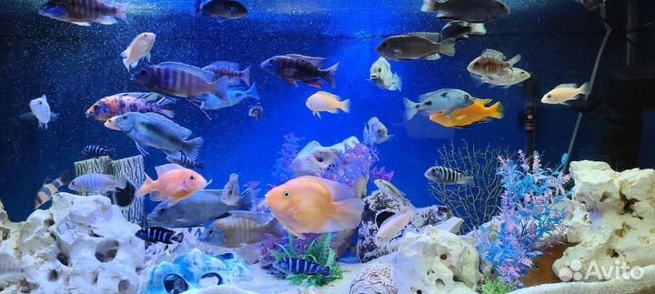 Африканские цихлиды -эндемики озер и корм