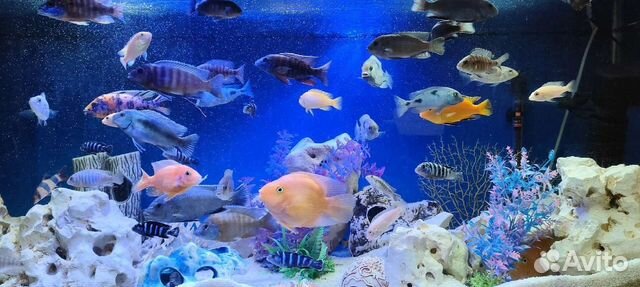 Африканские цихлиды -эндемики озер и корм