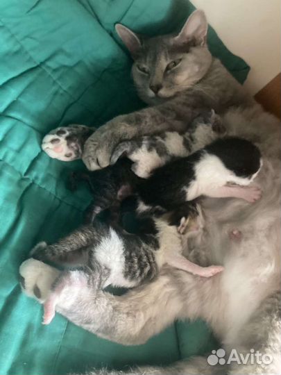 Котята в добрые руки