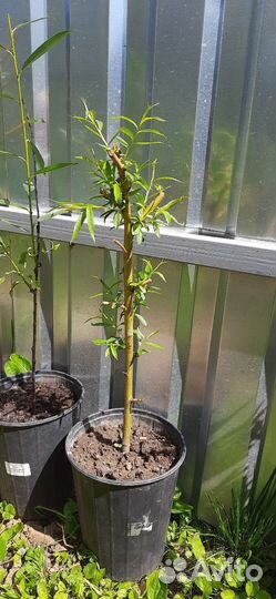 Саженцы ивы плакучей