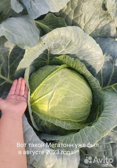Капуста белокочанная Мегатонн