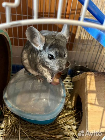 Шиншилла с клеткой