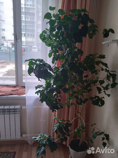 Гибискус китайская роза