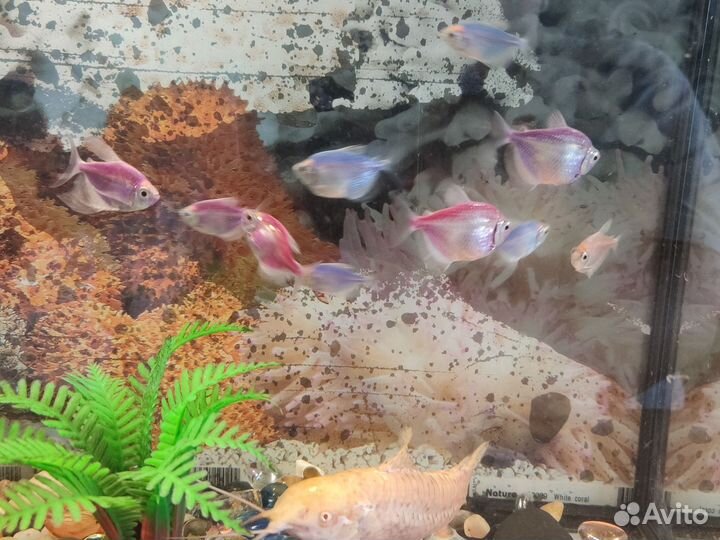 Аквариум с рыбками бу