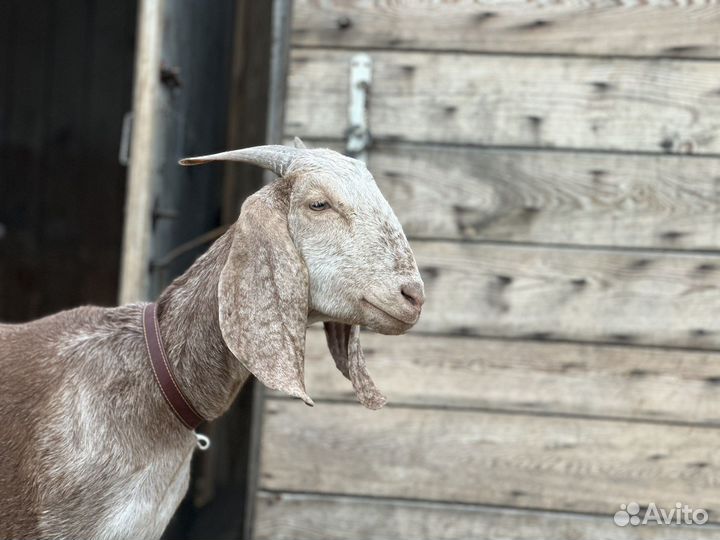 Альпийская дойная и нубийская козочка