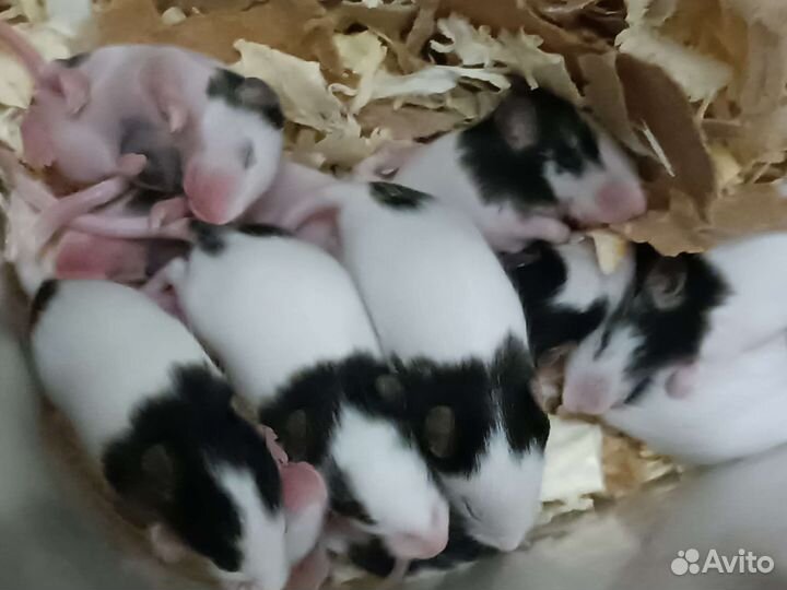 Мышь бамбуковая (японская)