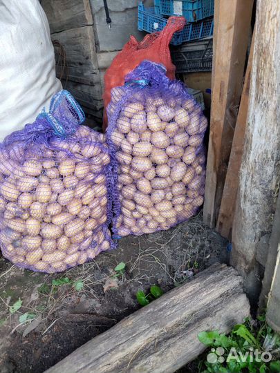 Продам картофель на корм скоту