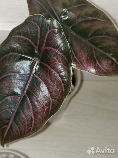 Алоказия Азлани