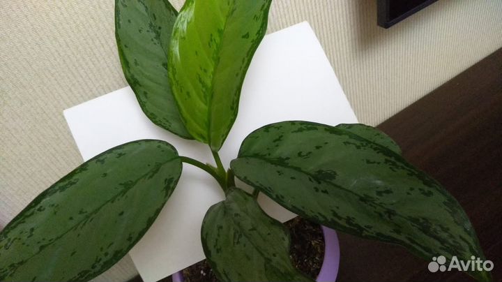 Аглаонема Мария, Сильвер Бей, фридман