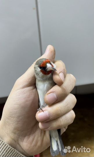 Щегол Седоголовый