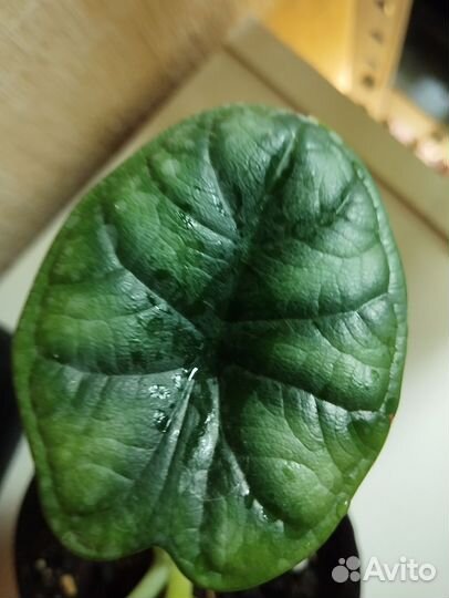 Алоказия разные сорта