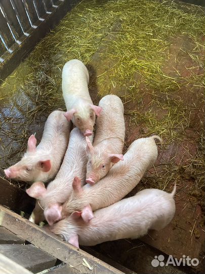 Живым весом