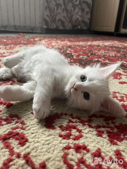 Котята мейн-кун