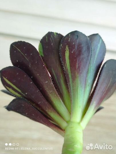 Эониум. Редкие вариегатные эониумы. Суккуленты