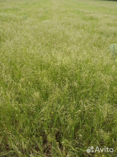 Сено луговое