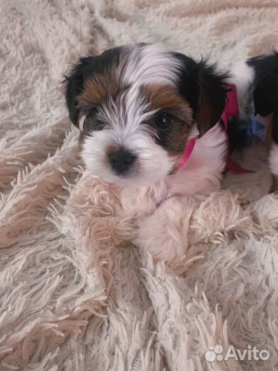 Щенки бивер