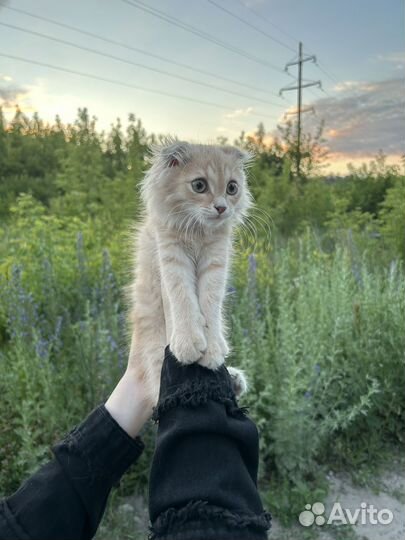 Котенок в добрые руки