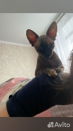 Домашние животные кошки