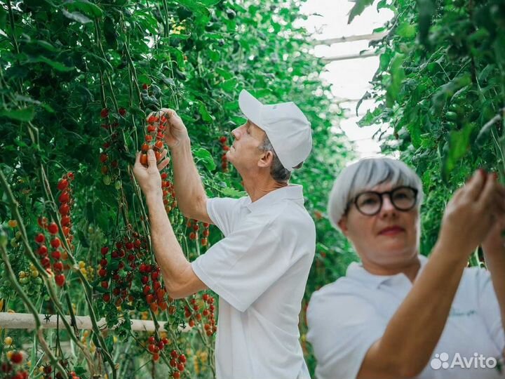 Рабочий в теплицу (вахтовым методом)