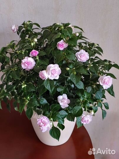 Бальзамин махровый